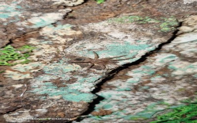NHANDU TRIPEPII SLING TARANTULA